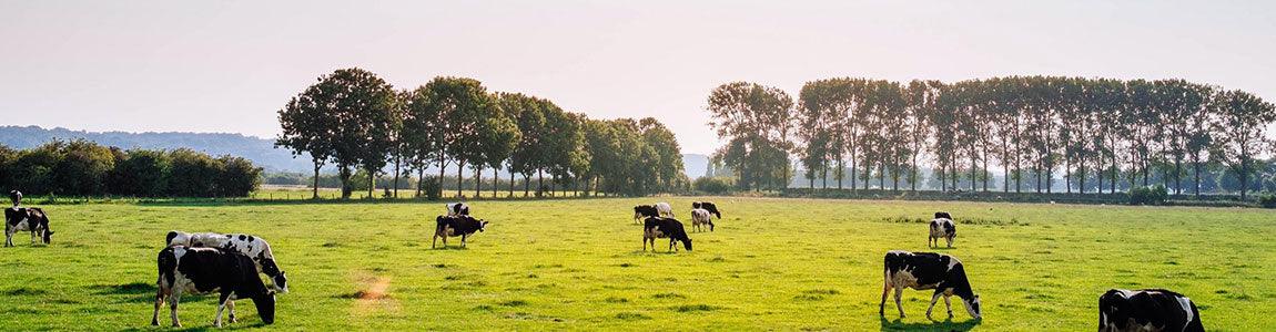Irrigated Pasture Seed Mix - Premium 6-Species Blend | Endophyte-Free | 22.7 kg (50 lb)