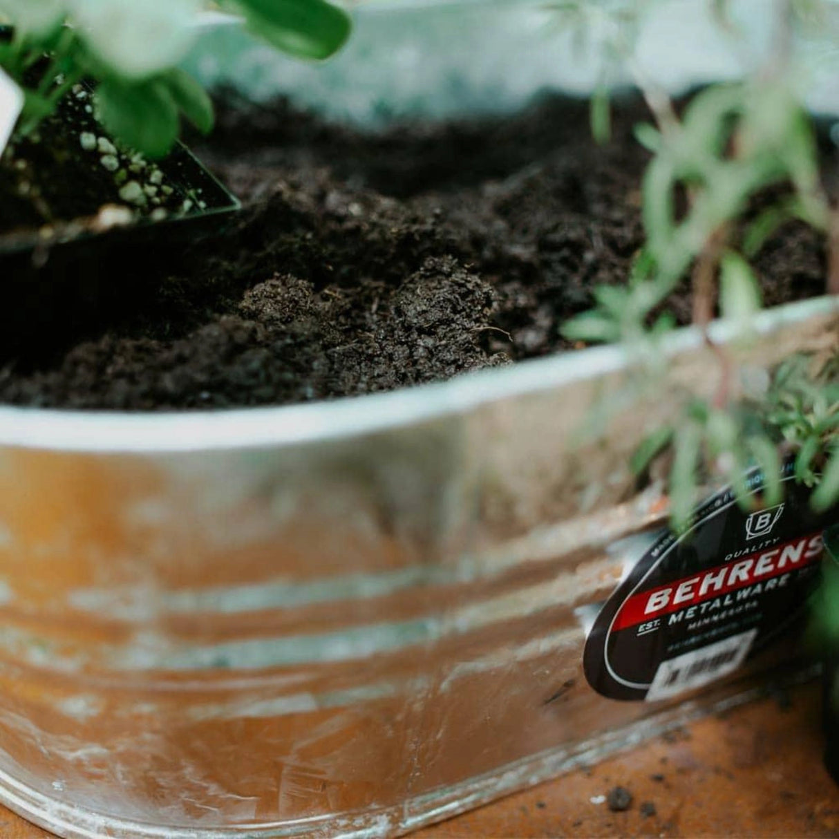 1 Gallon Oval Wash Tub used as a gardening pot outside in Kamloops, British Colombia