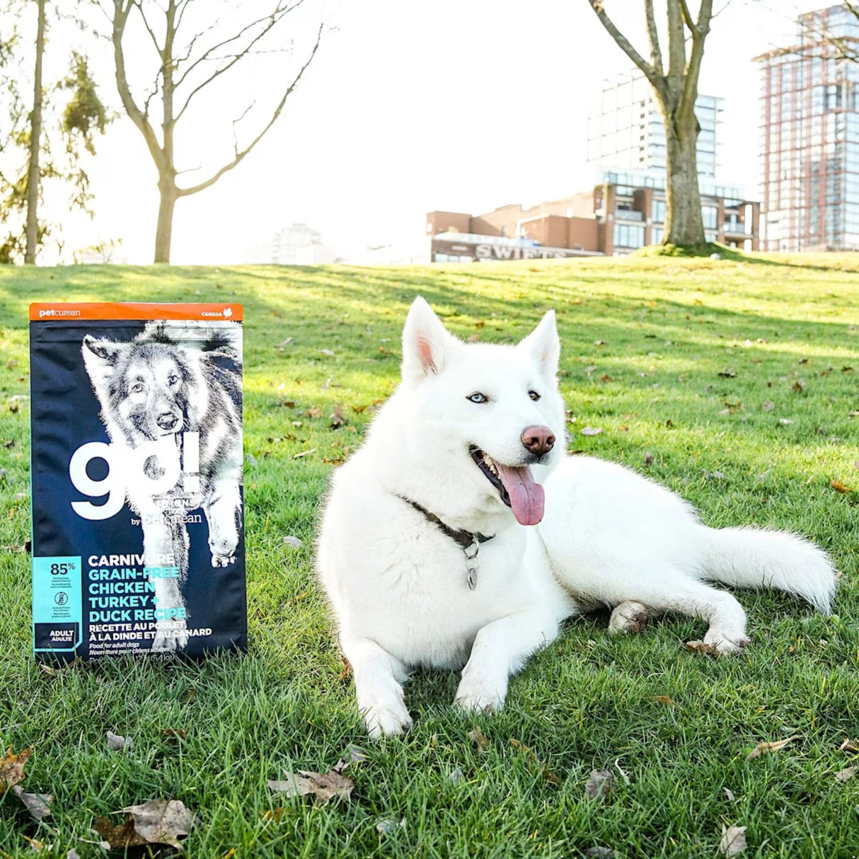 A happy dog enjoying Go! Solutions Carnivore Grain Free Chicken, Turkey + Duck Adult Dog Food in the outdoors in Kamloops, British Columbia