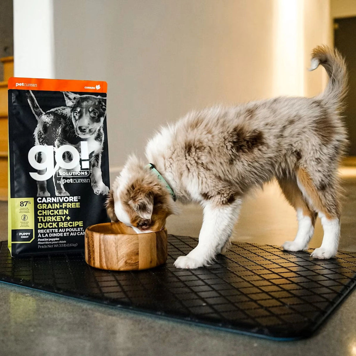 A happy puppy enjoying Go! Solutions Carnivore Grain-Free Chicken, Turkey + Duck Puppy Recipe Dog Food inside a home in Kamloops, British Columbia