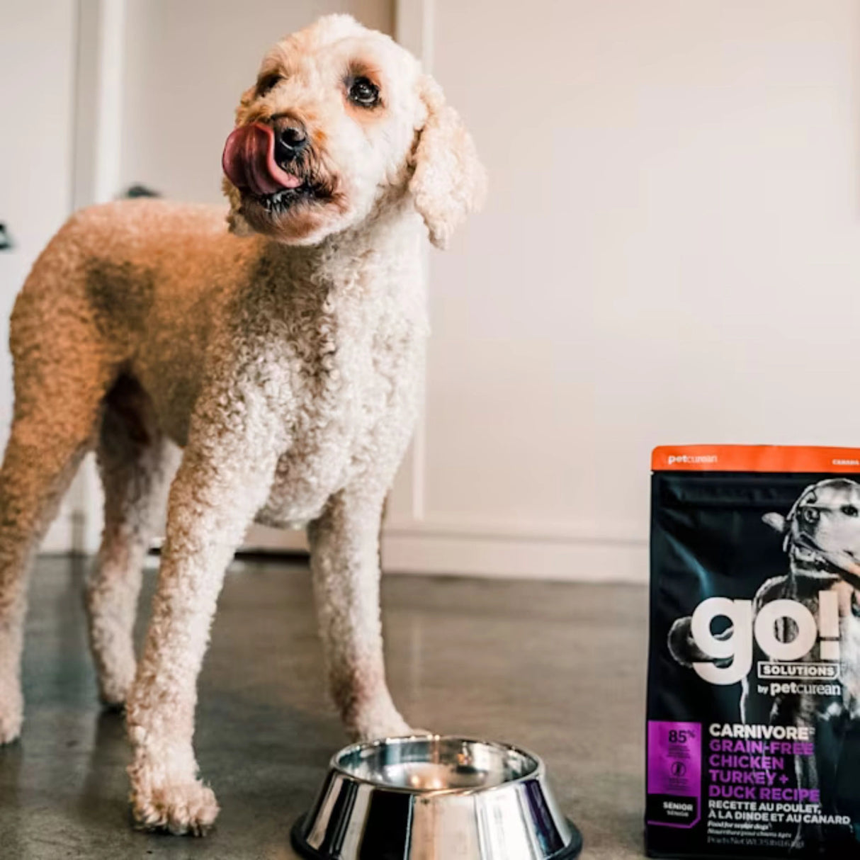A happy dog enjoying Go! Solutions Carnivore Grain Free Chicken, Turkey + Duck Senior Recipe Dog Food in Kamloops, British Columbia