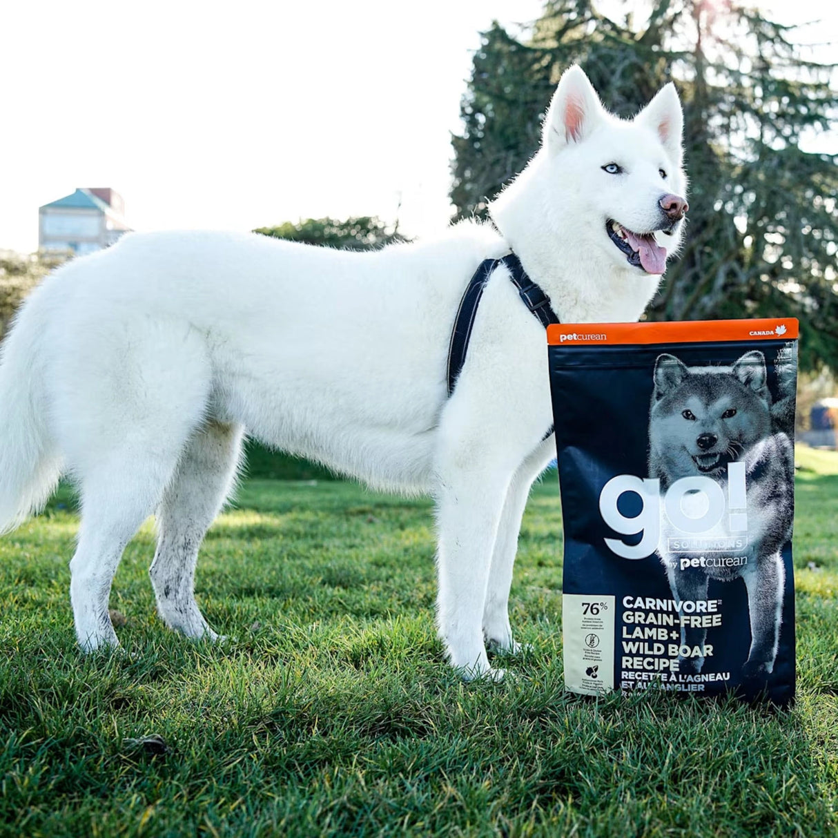 A happy dog enjoying Go! Solutions Carnivore Grain Free Lamb and Wild Boar Recipe Dog Food outdoors of Kamloops, British Columbia
