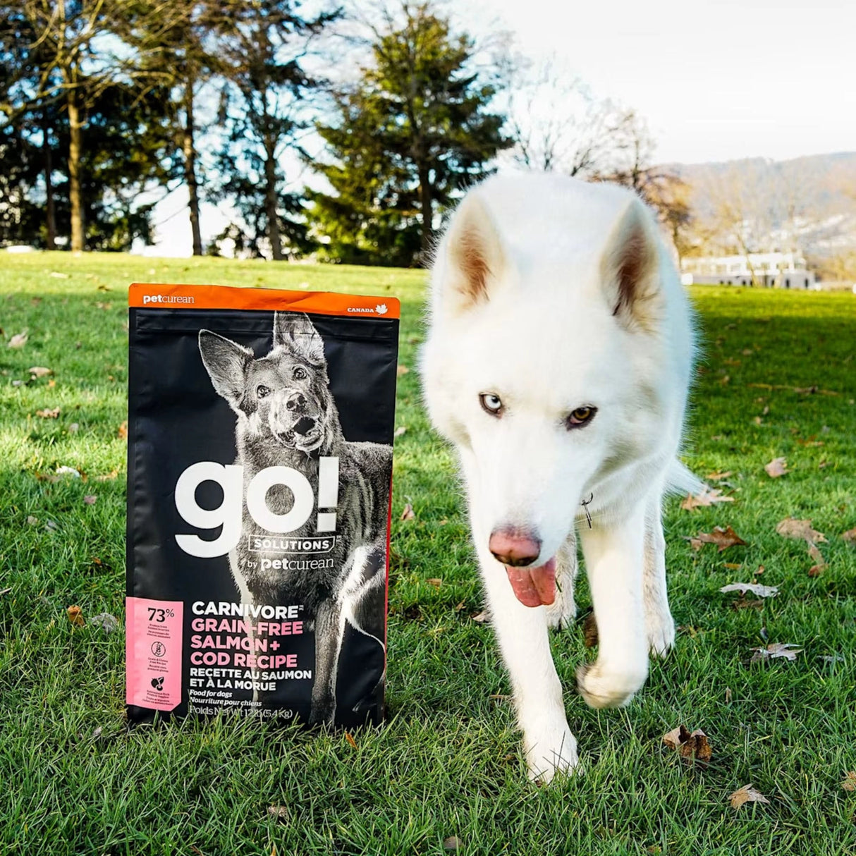 A happy dog enjoying Go! Solutions Carnivore Grain Free Salmon and Cod Recipe Dog Food in the outdoors of Kamloops, British Columbia