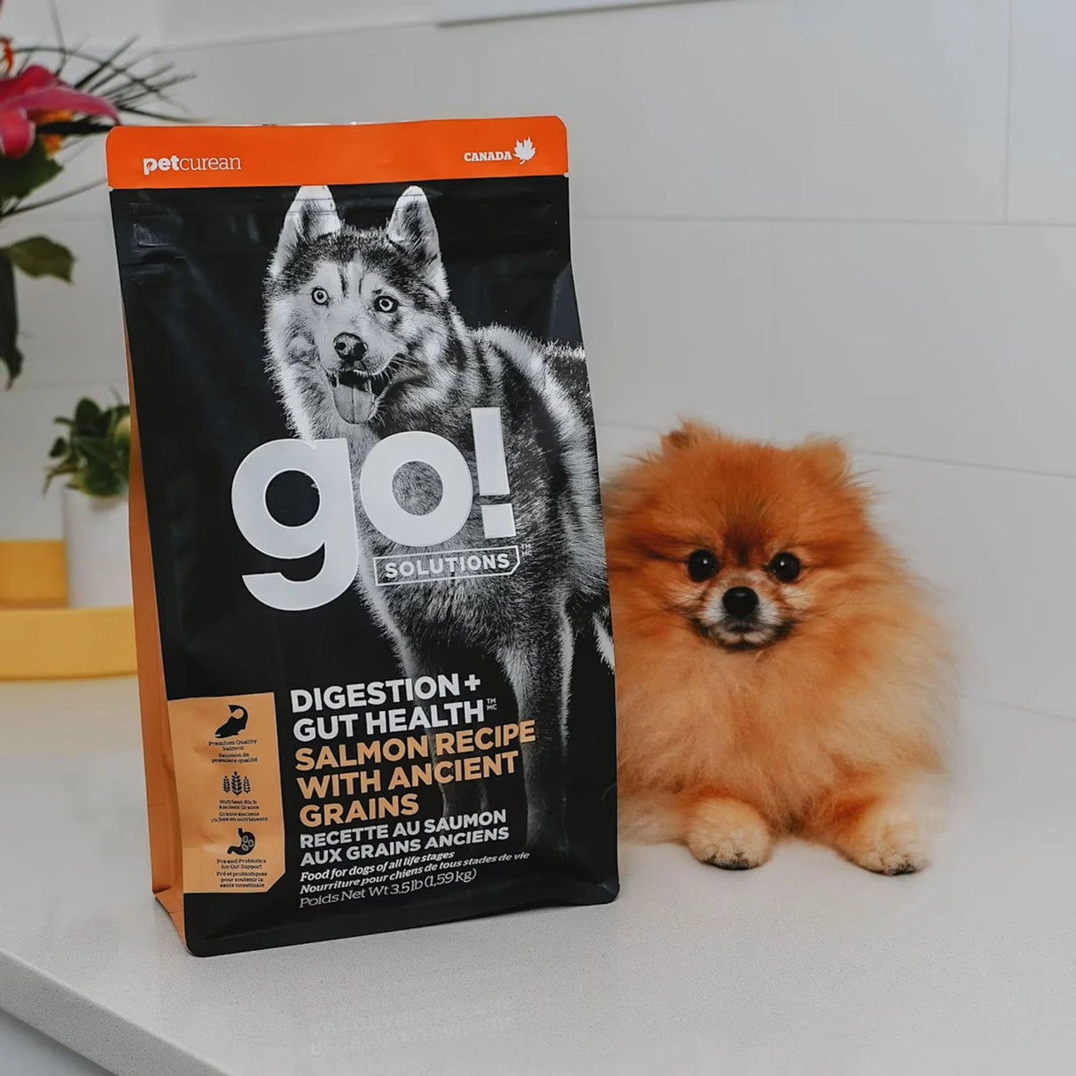 A happy dog enjoying Go! Solutions Digestion and Gut Health Salmon Recipe with Ancient Grains Dog Food in Kamloops, British Columbia