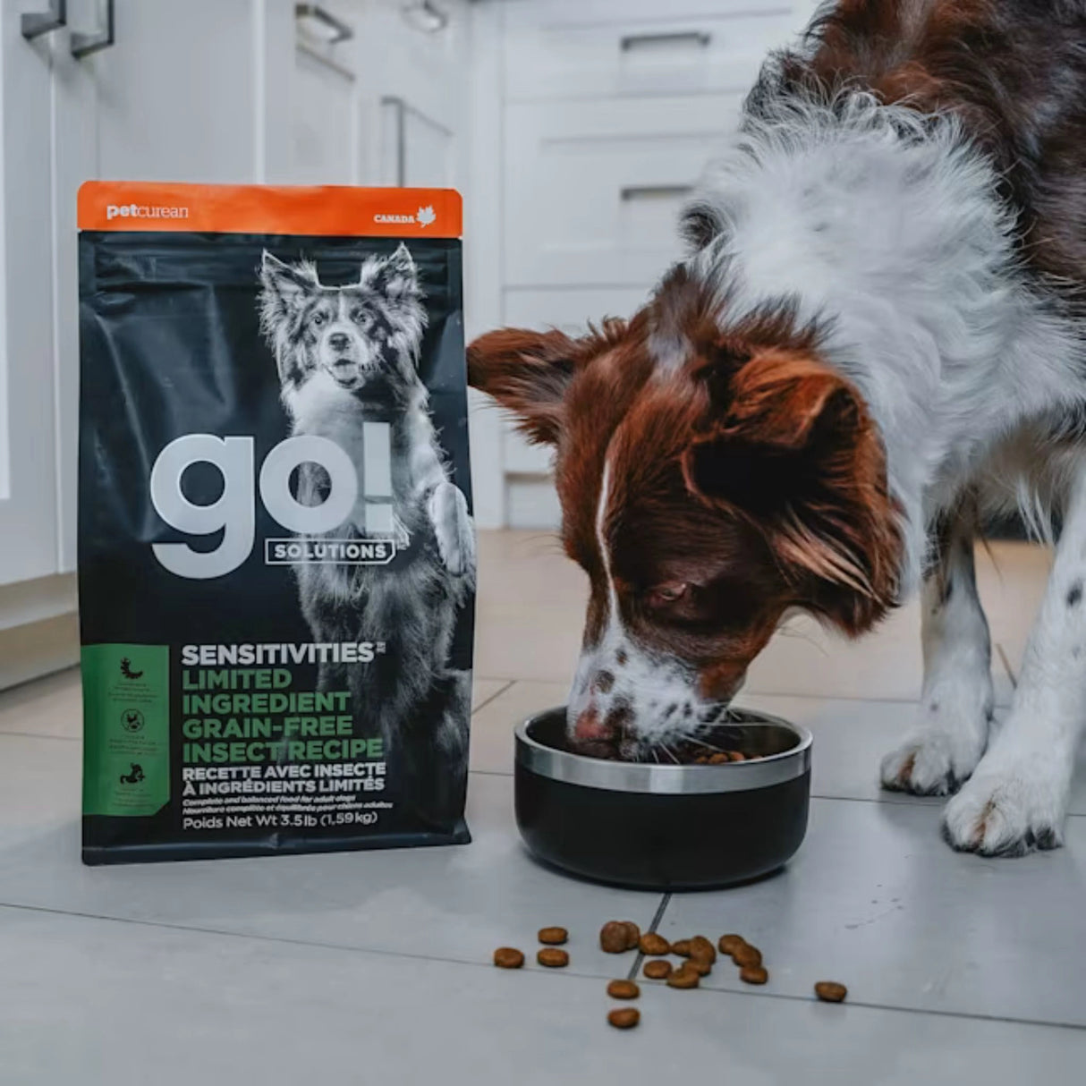 A happy dog enjoying Go! Solutions Sensitivities Limited Ingredient Grain Free Insect Recipe Dog Food in Kamloops, British Columbia