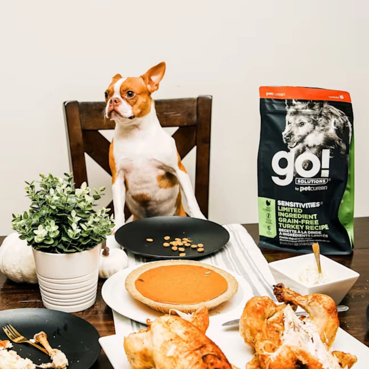 A happy dog enjoying Go! Solutions Sensitivities Limited Ingredient Grain Free Turkey Recipe Dog Food in Kamloops, British Columbia