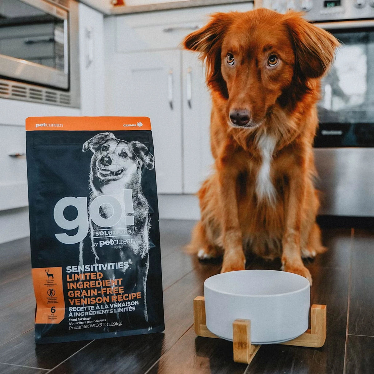 A happy dog enjoying Go! Solutions Sensitivities Limited Ingredient Grain Free Venison Recipe Dog Food in Kamloops, British Columbia