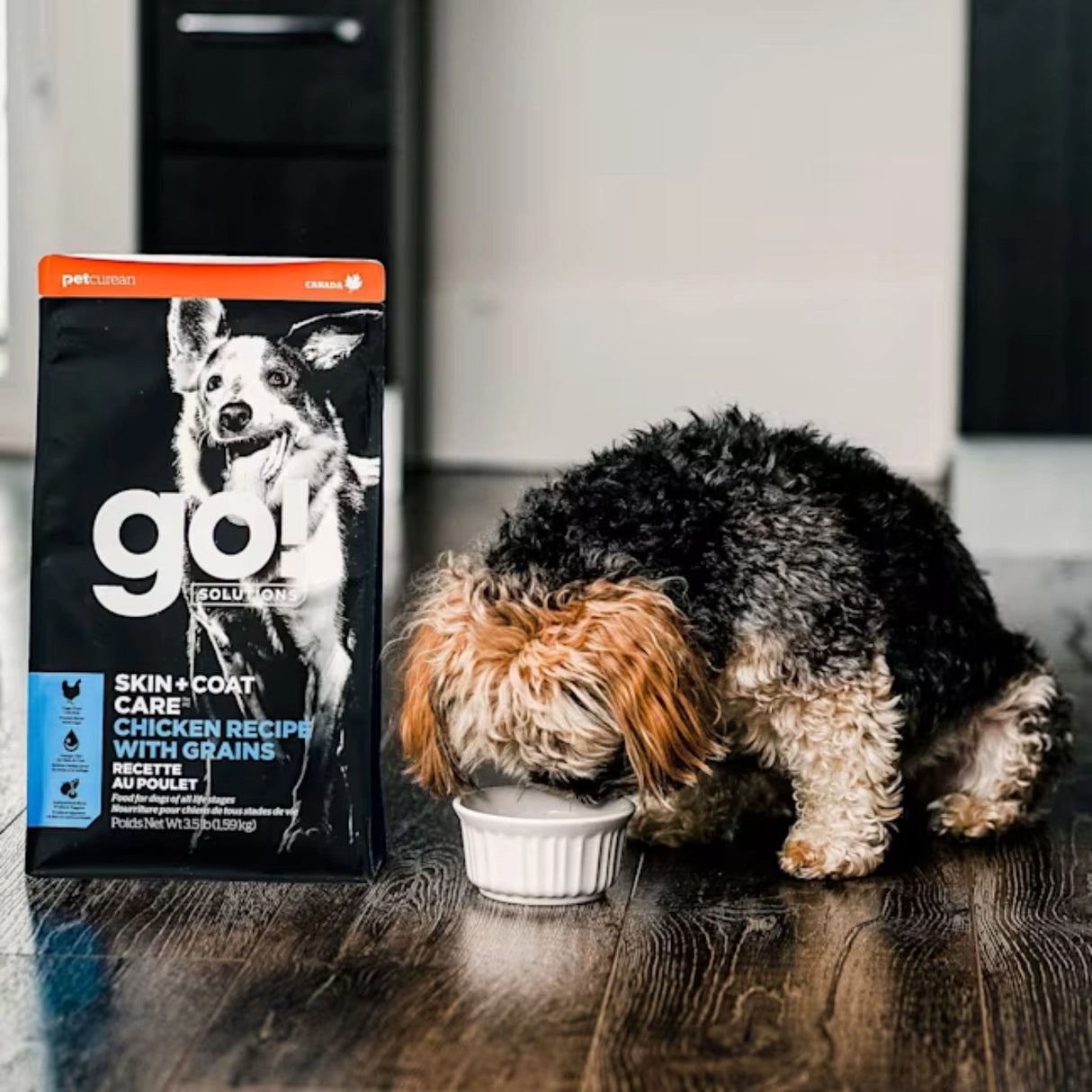 A happy dog enjoying Go! Solutions Skin and Coat Care Chicken Recipe With Grains Dog Food in Kamloops, British Columbia