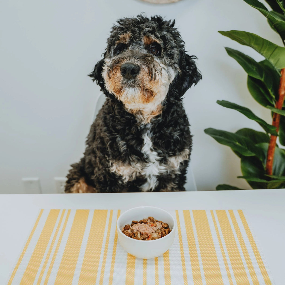 A happy dog enjoying Go! Solutions Skin and Coat Care Large Breed Puppy Salmon Recipe with Grains Dog Food in Kamloops, British Columbia