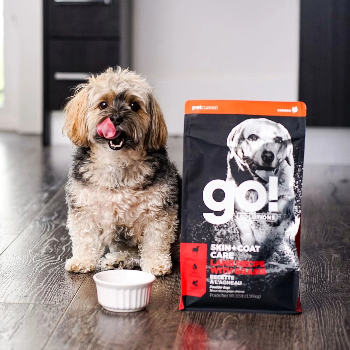A happy dog enjoying Go! Solutions Skin and Coat Care with Grains Lamb Recipe Dog Food indoors of Kamloops, British Columbia