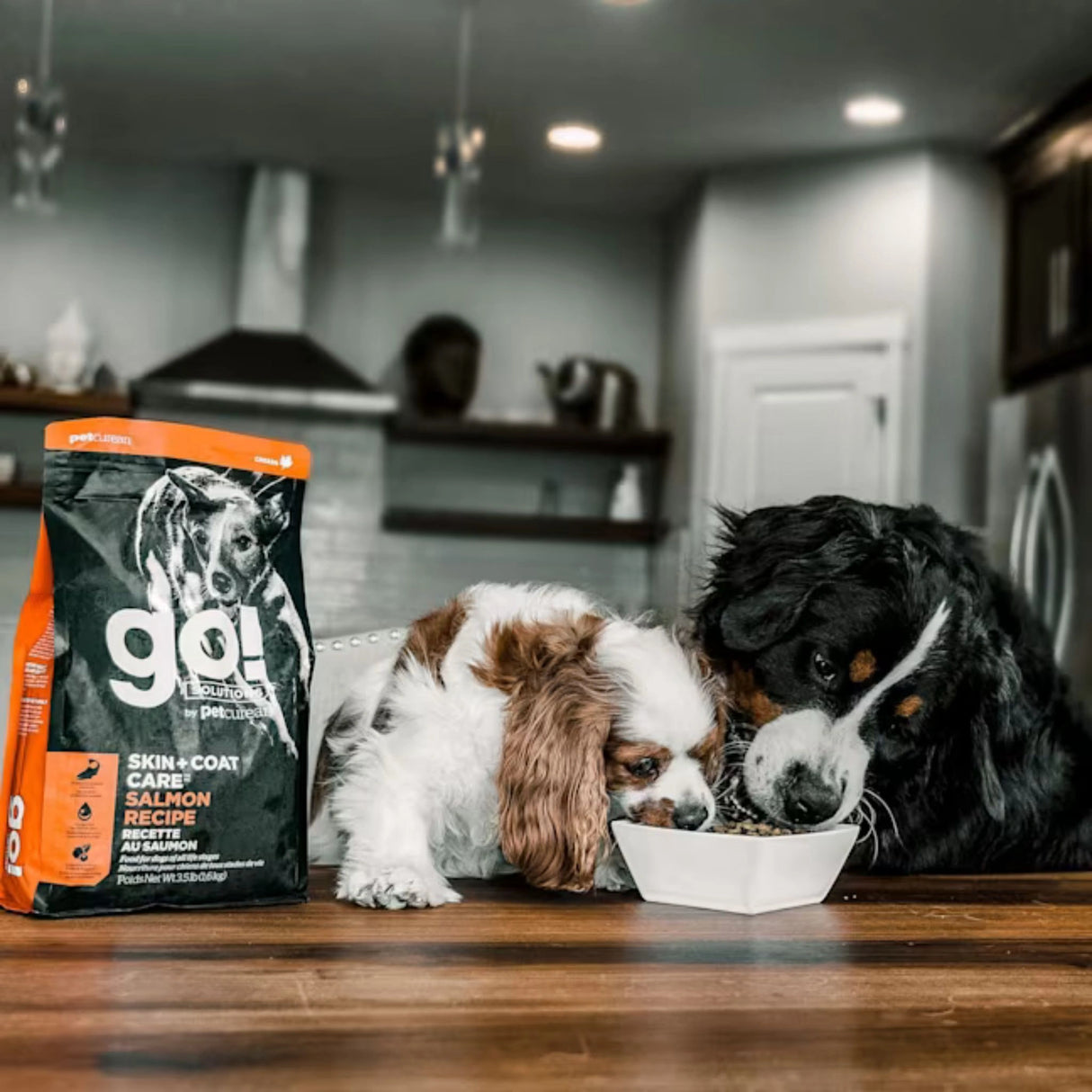Two happy dogs enjoying Go! Solutions Skin + Coat Care Salmon Recipe With Grains Dog Food in Kamloops, British Columbia