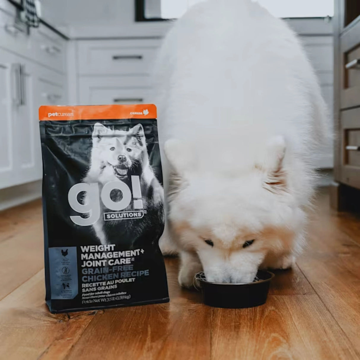 A happy dog enjoying Go! Solutions Weight Management and Joint Care Grain Free Chicken Dog Food in Kamloops, British Columbia