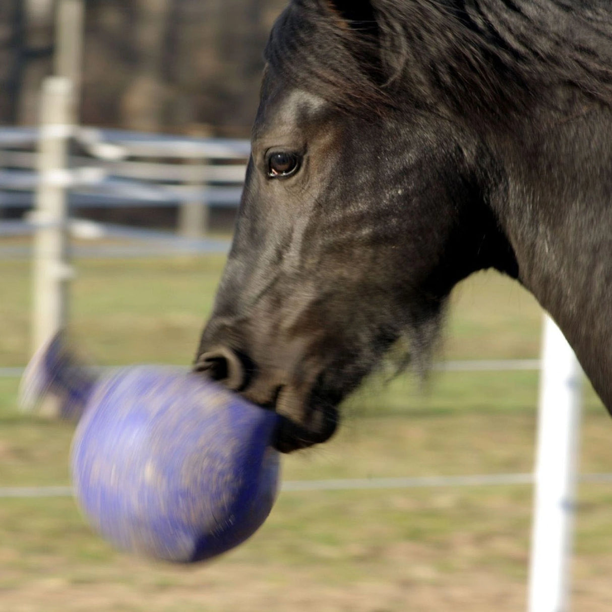 A horse enjoying playing with a Horseman's Pride Jolly Ball 10" Horse Toy in the outdoors of Kamloops, British Colombia