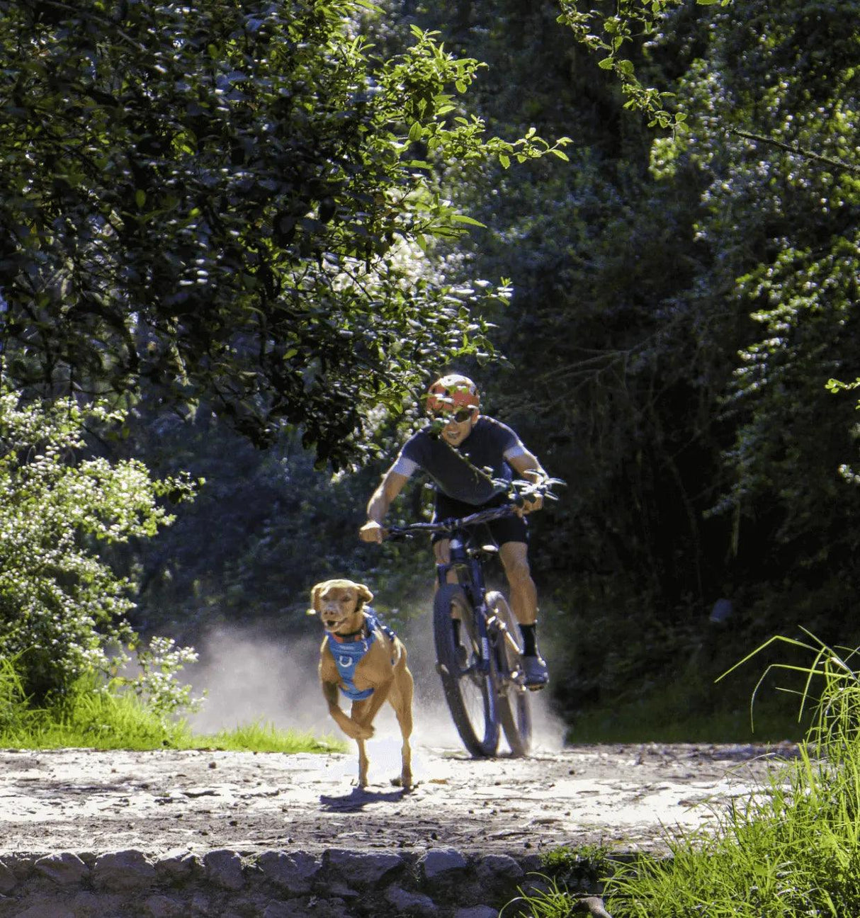 Dog Harness | Momentum Control | RC Pets