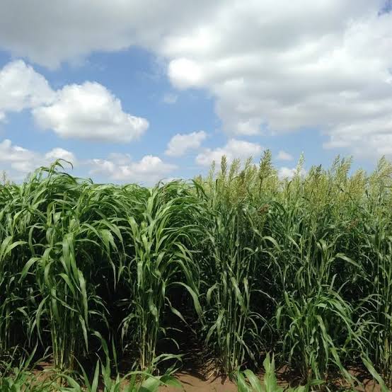 Sorghum Sudan Grass Seed 50lbs - Warm Season Forage - Drought Tolerant