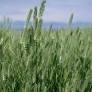 Purity Pronto Dryland Grass Reclamation Seed Mix