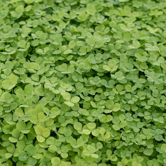 DLF Brand Micro Clover for Lawns