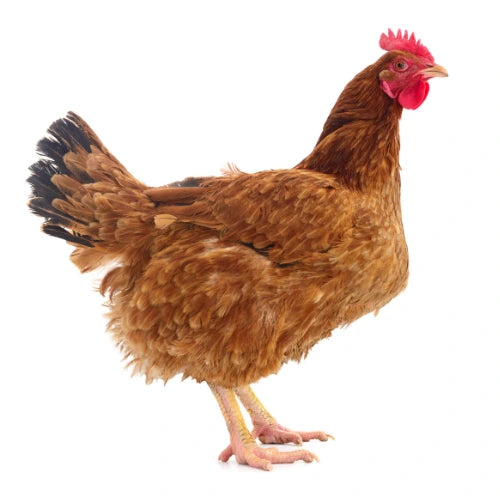 Miller Brown Leghorn