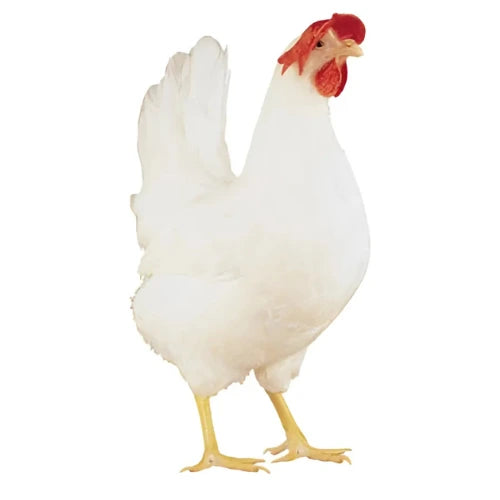 Miller White Leghorn