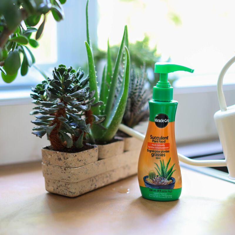 Indoor Fertilizer | Succulents & Houseplants | Miracle Gro Succulent 236 ml.