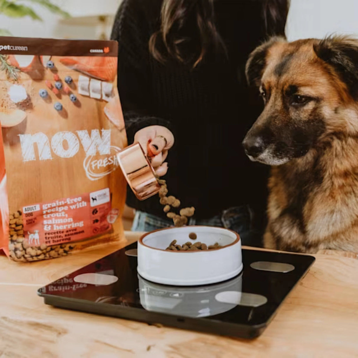 A happy dog enjoying Now Fresh Grain Free Fish Adult Recipe Dog Food in Kamloops, British Columbia