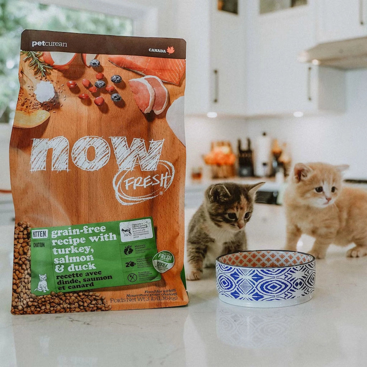 A happy kitten enjoying Now Fresh Grain Free Kitten Recipe Turkey, Salmon, and Duck Cat Food in Kamloops, British Columbia