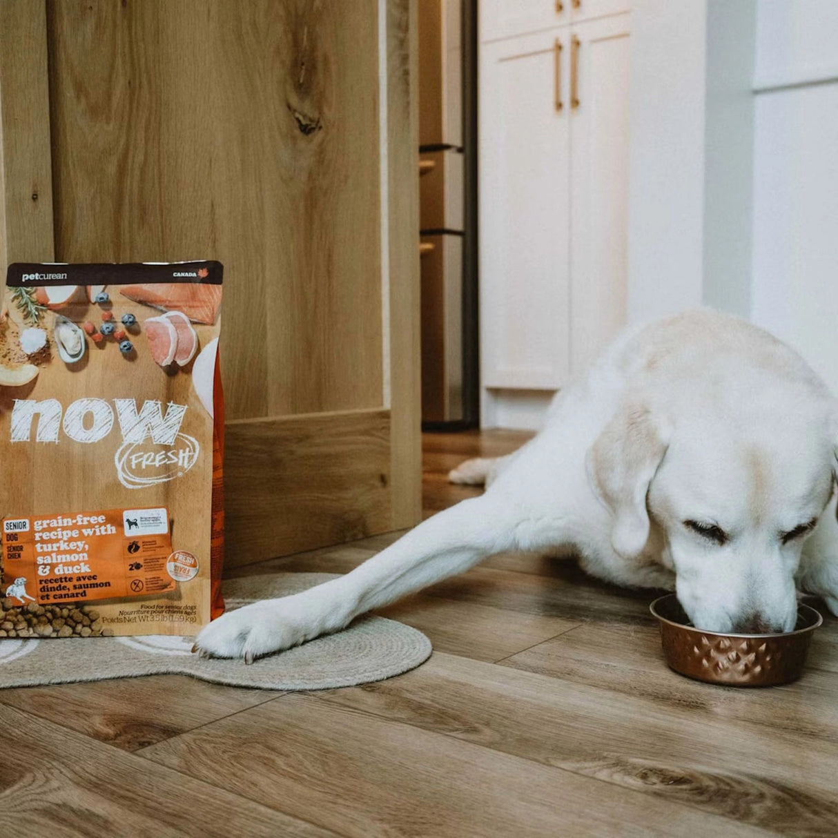 A happy dog enjoying treats from Now Fresh Grain Free Senior Recipe Turkey, Salmon, and Duck Dog Food in Kamloops, British Columbia
