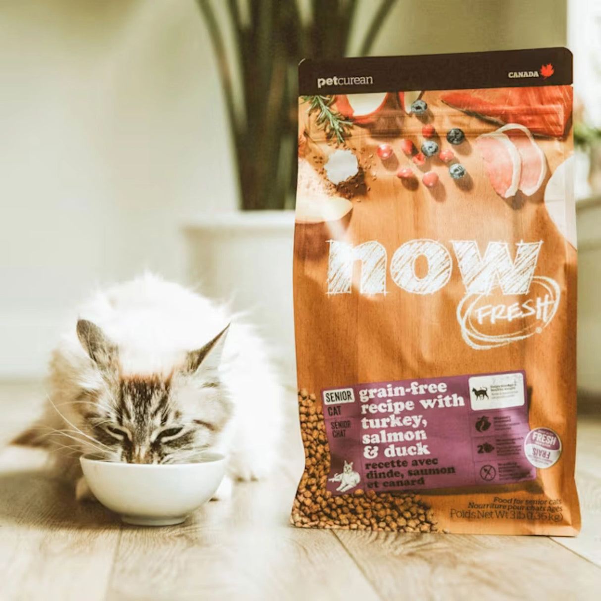 A happy cat enjoying treats from Now Fresh Grain-Free Senior Turkey, Salmon and Duck Cat Food in Kamloops, British Columbia