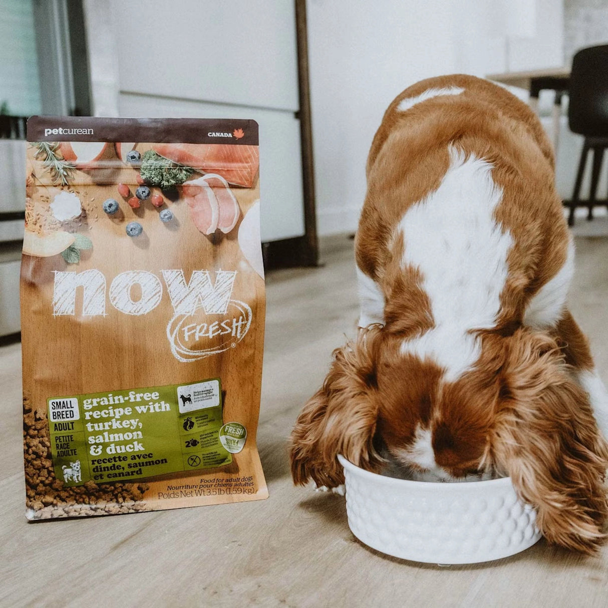 A happy dog enjoying Now Fresh Grain Free Small Breed Adult Recipe Turkey, Salmon, and Duck Dog Food in Kamloops, British Columbia