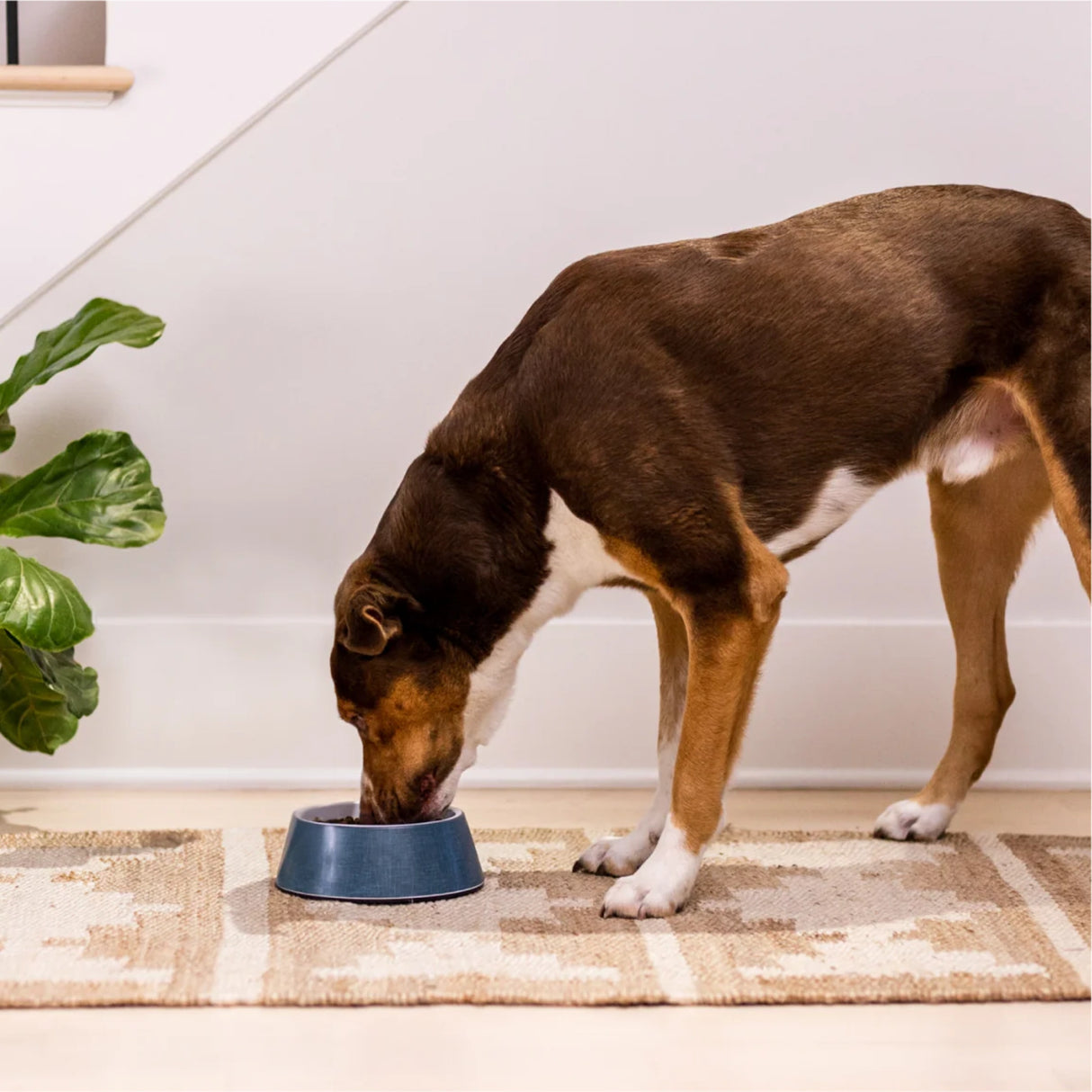 Dog enjoying Open Farm Pork Dog Food in an indoor home setting