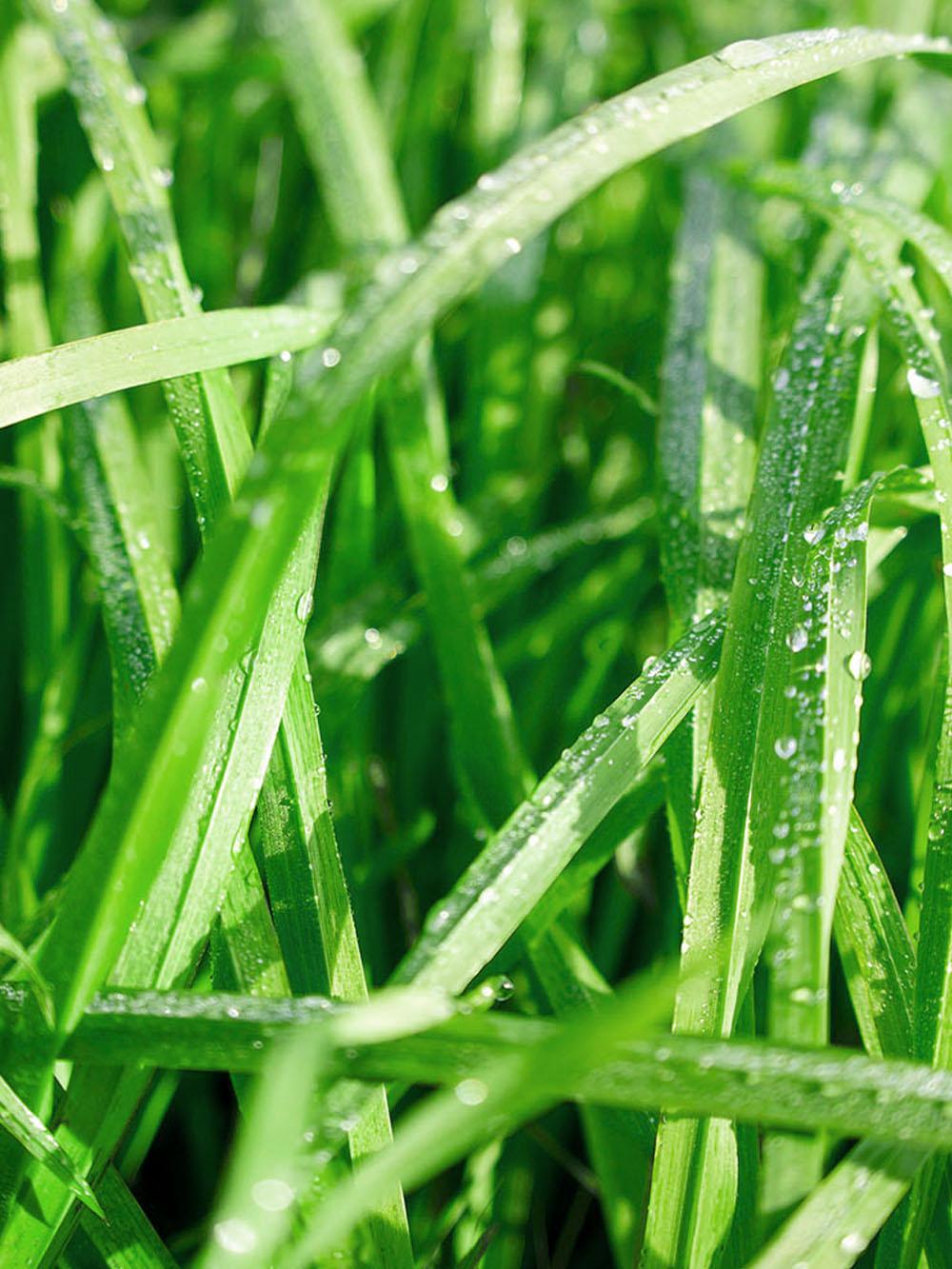 DLF Echelon Orchardgrass Seed - Late Maturity Winter Hardy | Multi-Cut | 22.7 kg (50 lb)