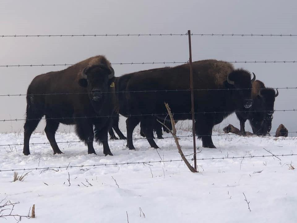 Metal Fence Post | One Time | Heavy Duty | 7 Foot