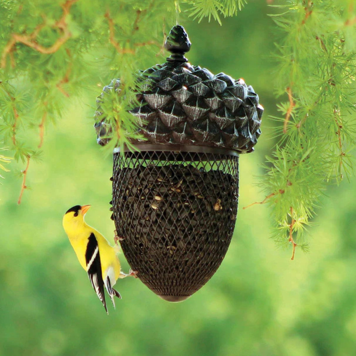 Purity Feed acorn shape bird feeder hung outdoors in Kamloops, British Columbia attracting wild birds