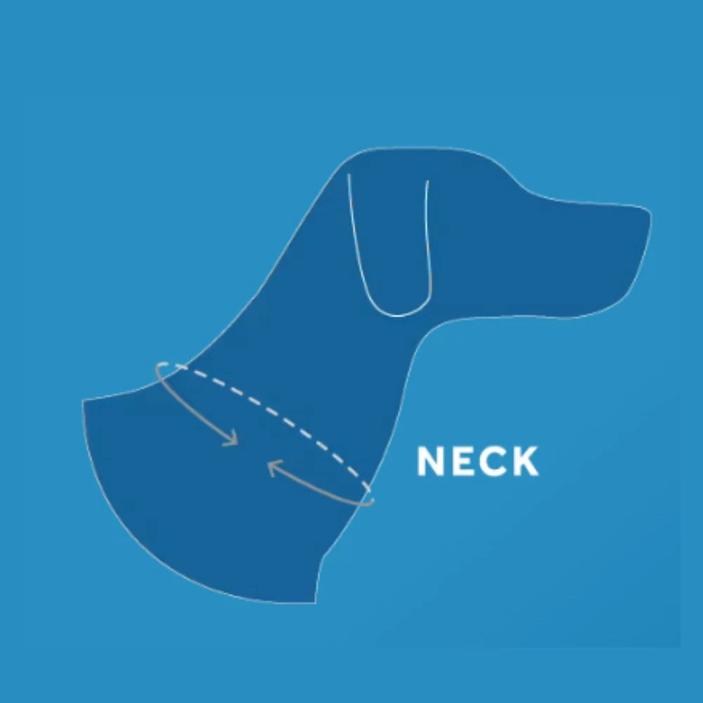 Dog Collar | Clip Collar Primary | RC Pets