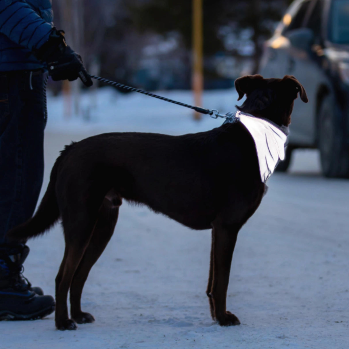 A dog wearing RC Pets Halo Reflective Silver dog bandana in Kamloops, British Columbia