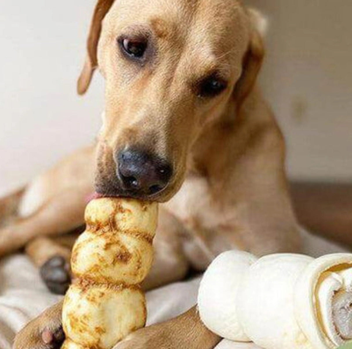 Dog enjoying Red Barn Glazed Beef Cheek Roll Large Bully Flavor Dog Treats