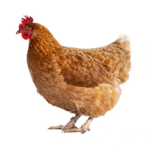 Barred Plymouth Rock