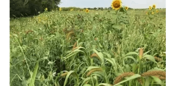 Cover Crop | Regenerative Agriculture | Full Season Covers and Co.
