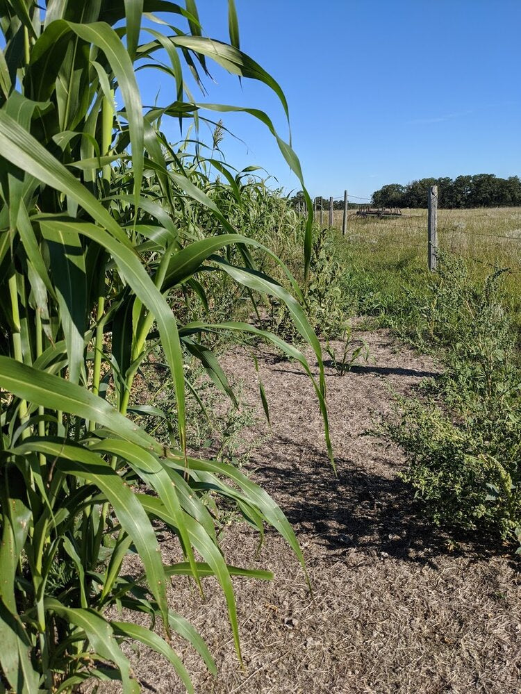 Sorghum Sudan Grass Seed 50lbs - Warm Season Forage - Drought Tolerant