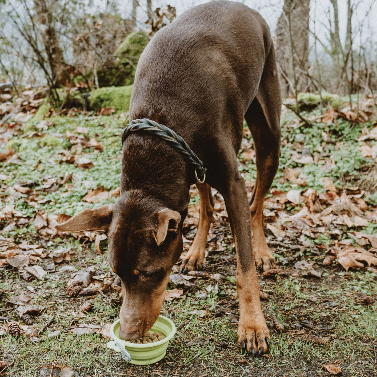A dog in Kamloops, British Columbia, enjoying Summit Chicken Meal + Salmon Meal dog food