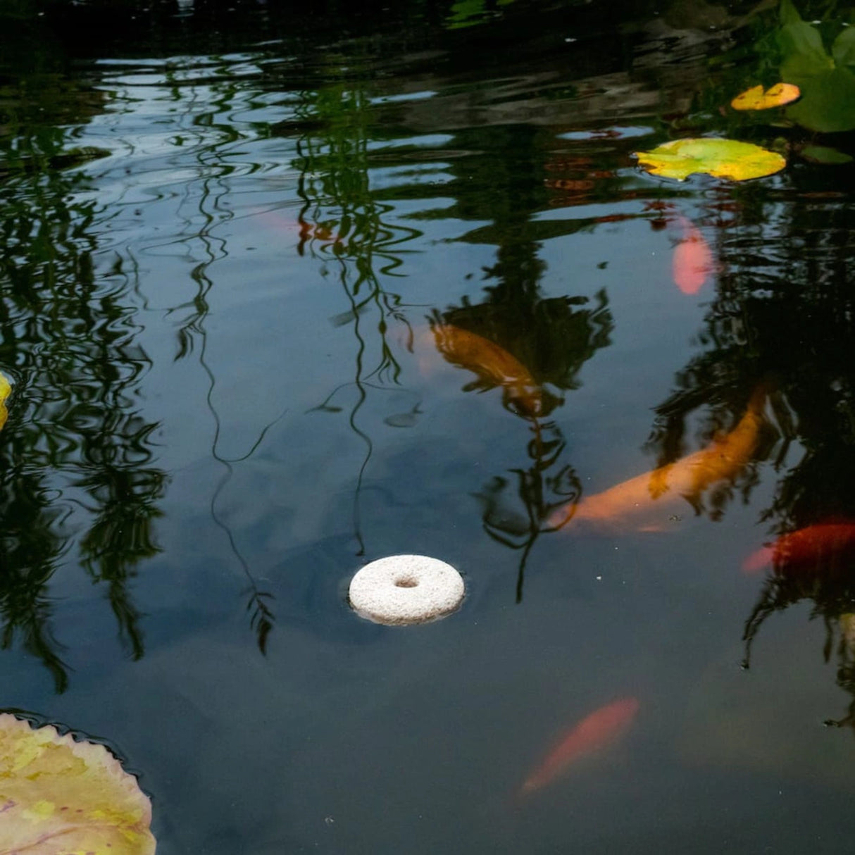 Summit Mosquito Dunks floating in a pond outdoors in Kamloops, British Columbia for effective mosquito control