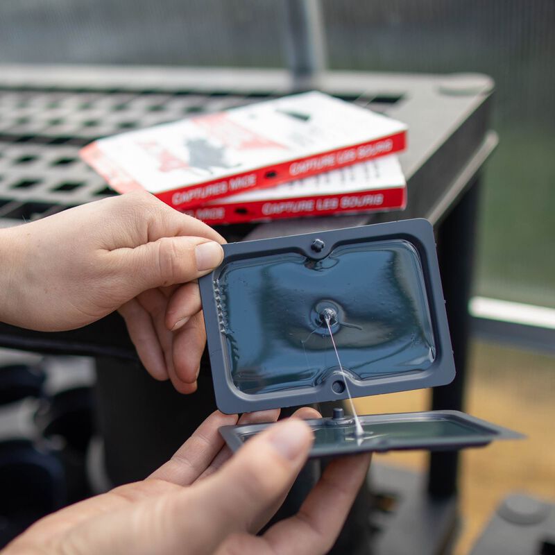 Mouse Traps | Glue | 4 Pack | Tomcat