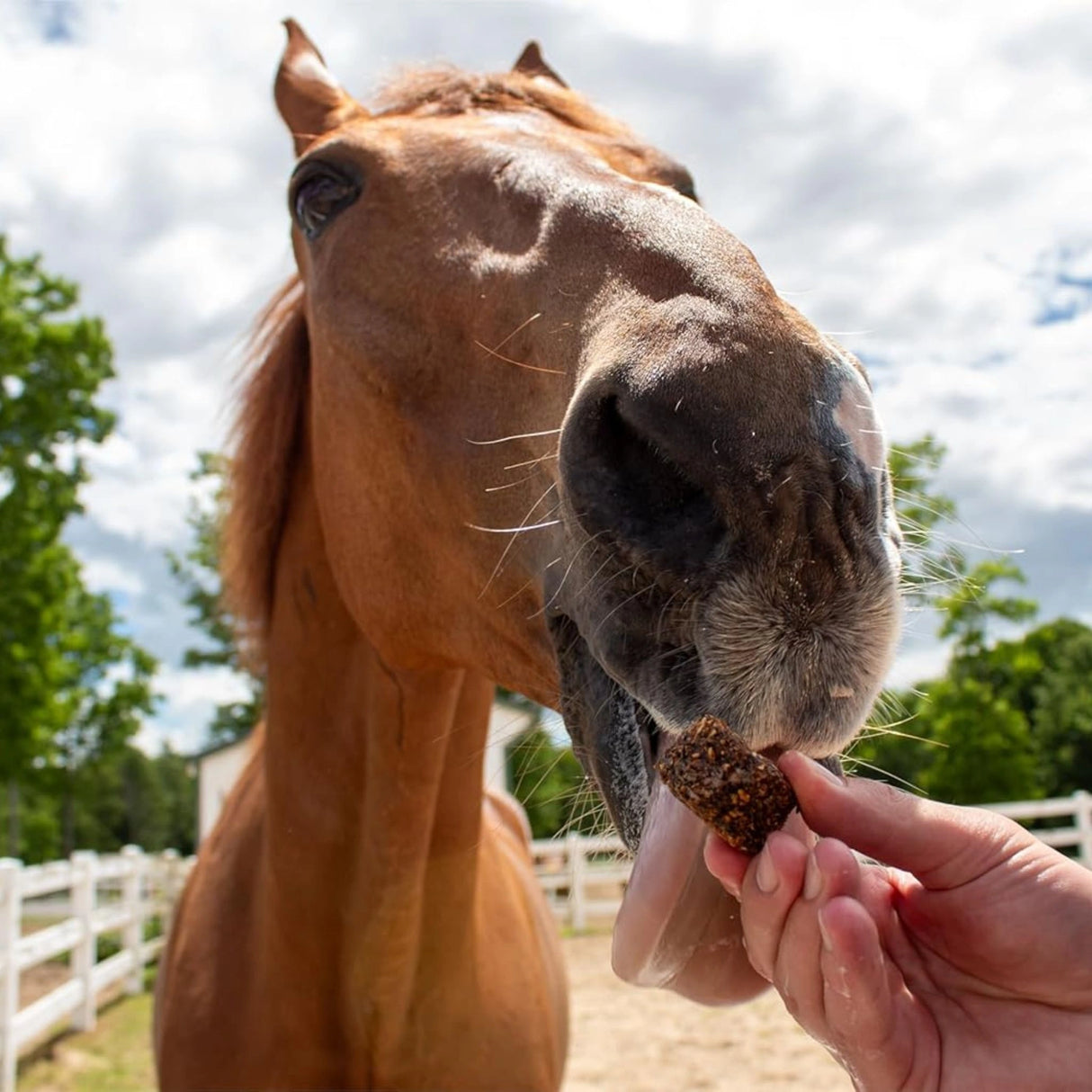 A horse enjoying Western Rawhide Stud Muffins Slim Horse Treats on a ranch in the outdoors of Kamloops, British Columbia