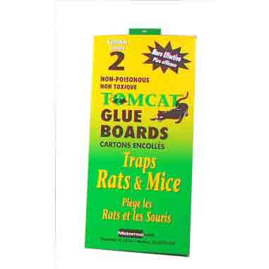 Rat - Glue Board