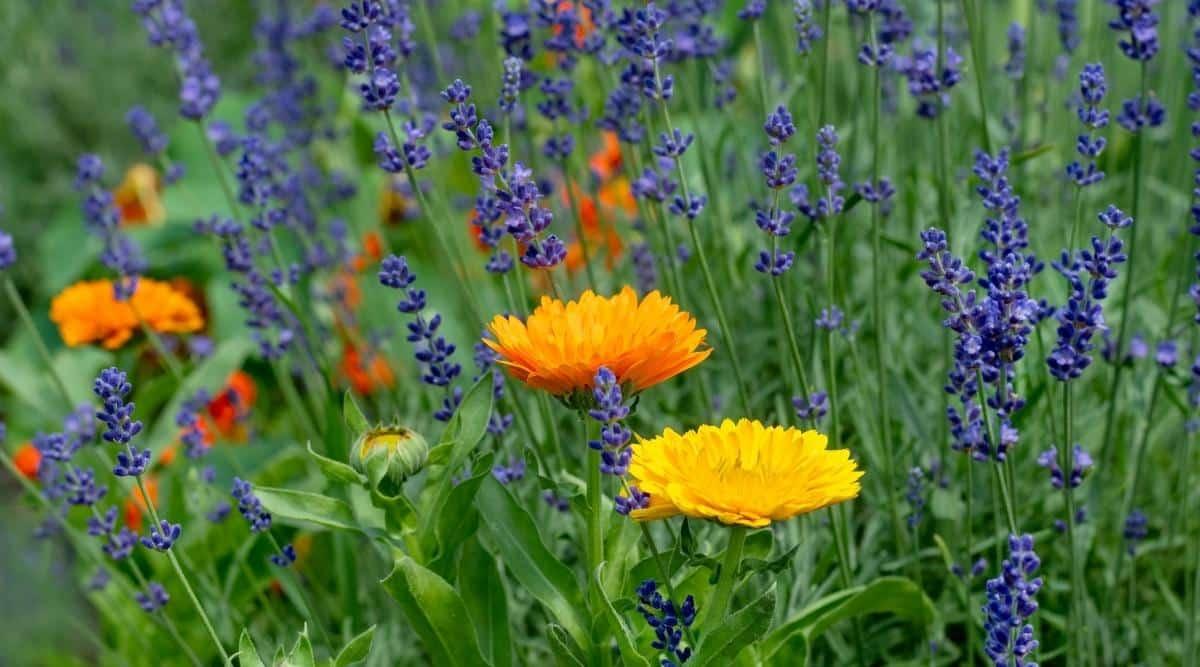 What Grows Well in the Nicola Valley?