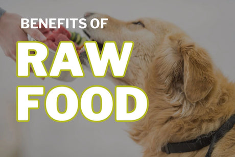 Benefits of a Raw Food Diet for Your Dog