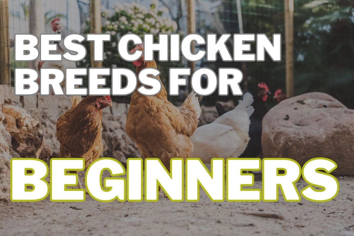 The best chicken breeds for beginners in a chicken coop.