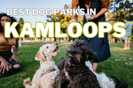 Best Dog Parks in Kamloops