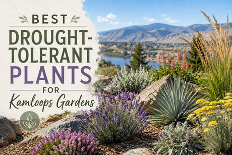 Best Drought-Tolerant Plants for Kamloops Gardens