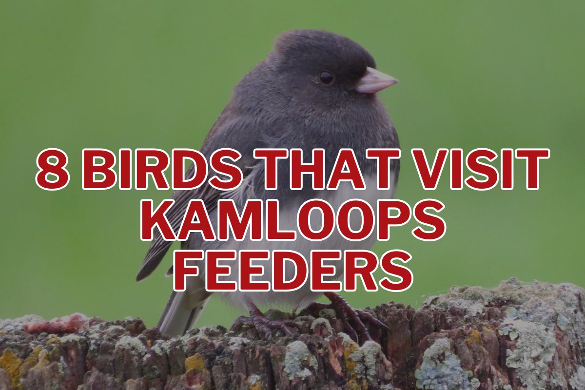 8 Birds That Visit Kamloops Feeders & What to Feed Them